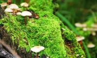 世界登山青年训练手册修订：救援技能占比进一步提高，世界登山史