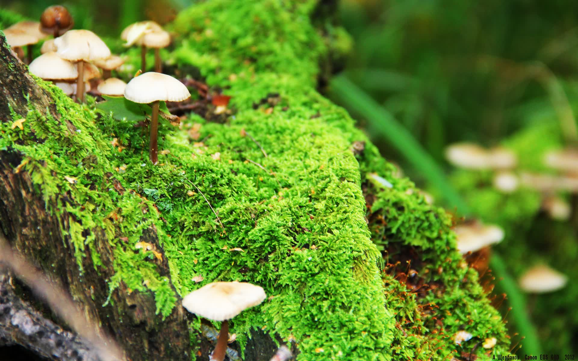 世界登山青年训练手册修订:救援技能占比进一步提高,世界登山史